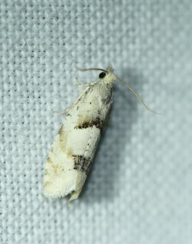 Réf. 255 037 : Epinotia bilunana